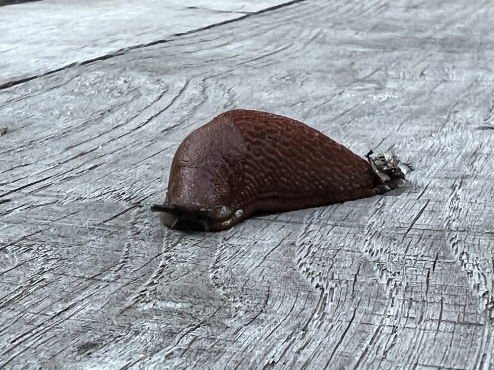 Slakken in de tuin? Zo bestijd je ze ecologisch