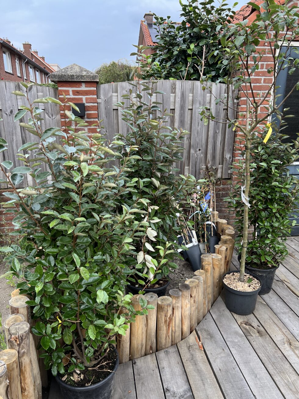 Onkruid of geplant? Zo herken je wat er echt thuishoort in je tuin