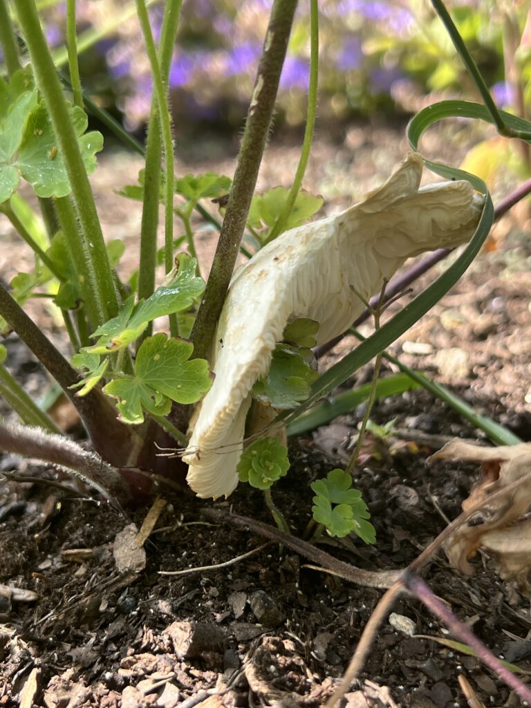 Een paddenstoel groeit tussen de planten in de tuin — teken van een levende bodem